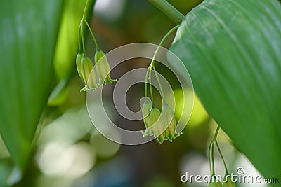Hairy Solomons seal Polygonatum pubescens bell-shaped flowers in pale yellowish green Stock Photo